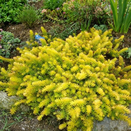 rozchodnik-ościsty-Sedum-telephium-zielonapara-zielona-para-sadzonka-0637.jpg