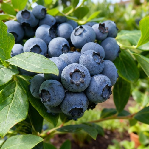 borowka-amerykanska-vaccinium-corymbosum-chandler-zielonapara-sadzonka-duza-zdrowa-bardzo-duze-owoce