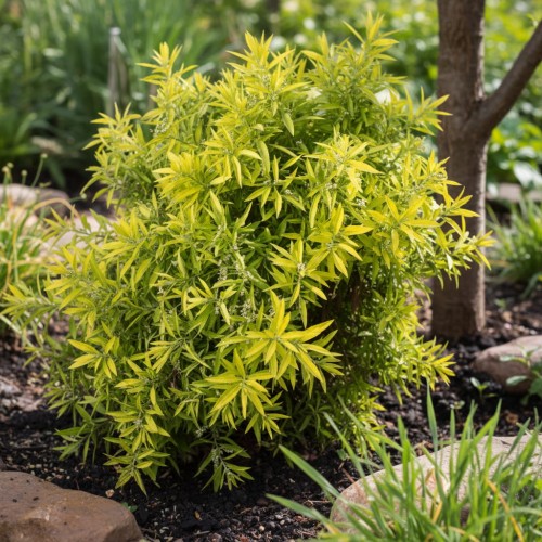 tawula-spiraea-ogon-zielonapara-sadzonka-duza-zdrowa-zlociste-liscie-biale-kwiaty