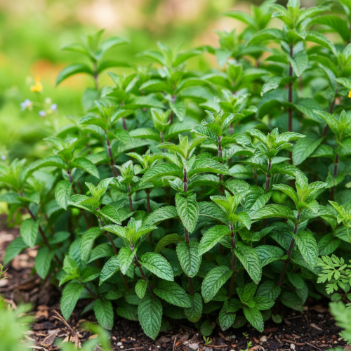 mieta-pieprzowa-mentha-piperita-aromatyczna-zielone-liscie-wieloletnia-sadzonka-sadzonki-zielona-para-zielonapara