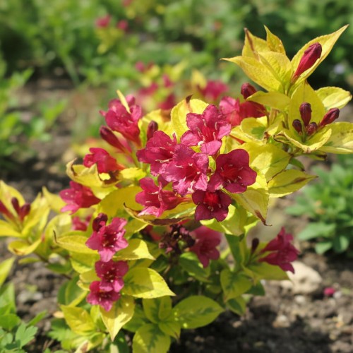 krzewuszka-cudowna-weigela-florida-golden-jeans-zielonapara-sadzonka-duza-zdrowa-zlocisto-zielone-liscie-rozowe-kwiaty