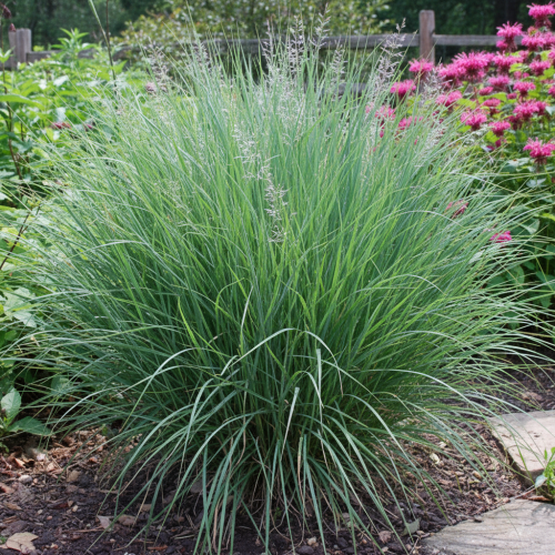 proso-rozgowate-prairie-sky-panicum-virgatum-prairie-sky-bez-kwiatow-sadzonka-zielona-para