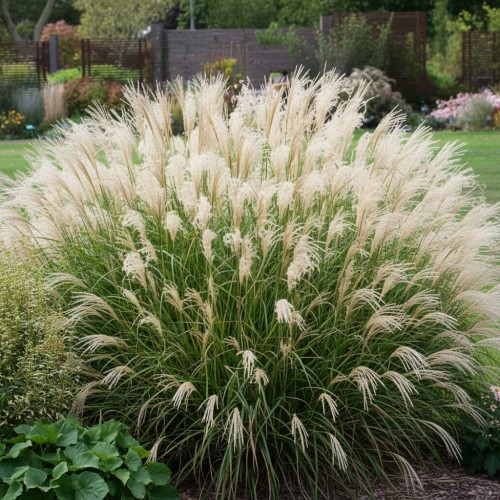 miskant-chinski-miscanthus-sinensis-adagio-zielonapara-sadzonka-duza-zdrowa-ozdobna-trawa-srebrzyste-wiechy