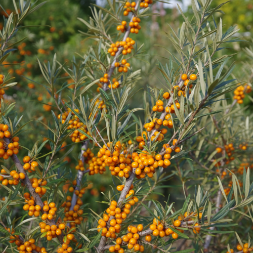 rokitnik-pospolity-hippophae-rhamnoides-pollmix-meski-zielonapara-sadzonka-duza-zdrowa-zapylacz