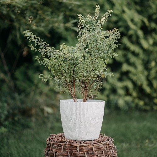 tawula-japonska-genpei-spiraea-japonica-rozowo-bialo-czerwone-kwiaty-niska-krzewinka-sadzonka-sadzonki-zielona-para-zielonapara