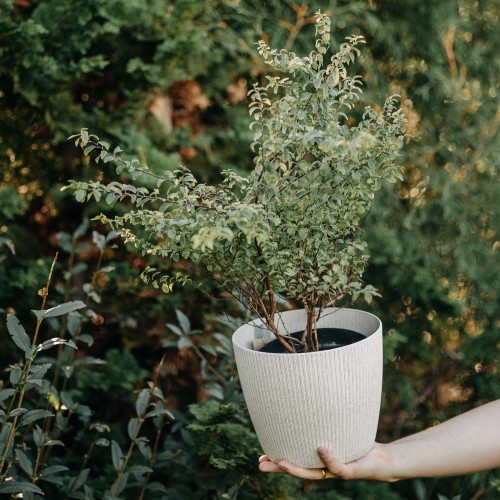tawula-japonska-genpei-spiraea-japonica-rozowo-bialo-czerwone-kwiaty-niska-krzewinka-sadzonka-sadzonki-zielona-para-zielonapara