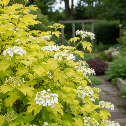 kalina-park-havest-viburnum-park-havest-sadzonka-zielona-para