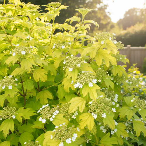 kalina-park-havest-viburnum-park-havest-sadzonka-zielona-para