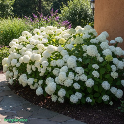 hortensja-krzewiasta-annabelle-sadzonka-zielona-para.jpg