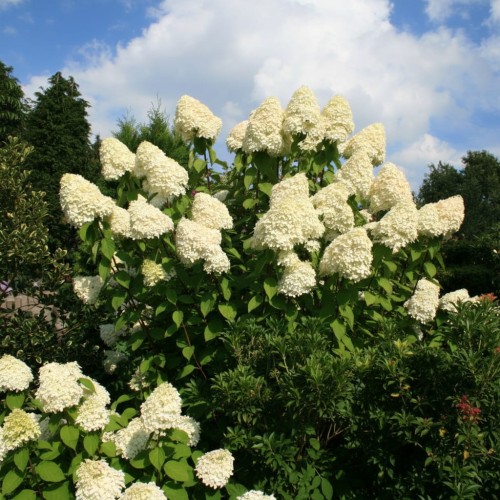 hortensja-bukietowa-Hydrangea-paniculata-zielonapara-zielona-para-sadzonka-0330.jpg