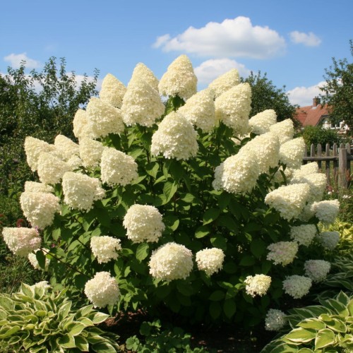 Hortensja  bukietowa Grandiflora