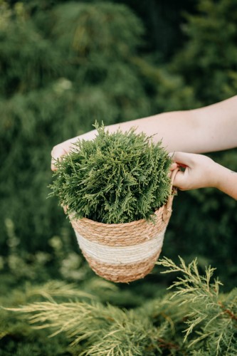 tuja-zachodnia-thuja-occidentalis-globosa-gold-zielonapara-sadzonka-duza-zdrowa-kulisty-pokroj-zlociste-iglaki