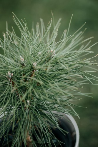 sosna-limba-pinus-cembra-zielonapara-sadzonka-duza-zdrowa-zielone-iglaki