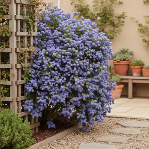 prusznik-niebieski-ceanothus-blue-jeans-zielonapara-sadzonka-duza-zdrowa-niebieskie-puszyste-kwiaty