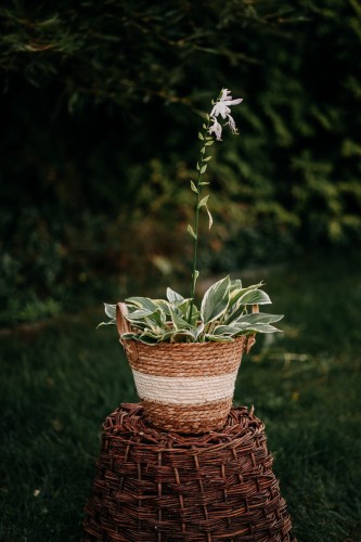 funkia-hosta-shadowland-wu-la-la-pbr-zielonapara-sadzonka-duza-zdrowa-duze-zielono-fioletowe-liscie