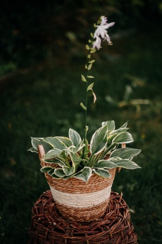 funkia-hosta-shadowland-wu-la-la-pbr-zielonapara-sadzonka-duza-zdrowa-duze-zielono-fioletowe-liscie