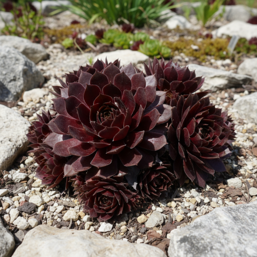 rojnik-granat-czerwone-rozety-sempervivum-zielona-para-sadzonki-jpg