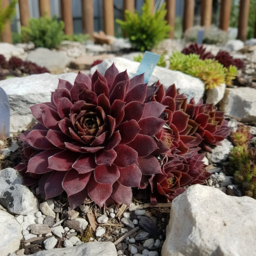 rojnik-granat-czerwone-rozety-sempervivum-zielona-para-sadzonki-jpg