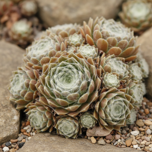 rojnik-pajeczynowaty-sempervivum-arachnoideum-zielonapara-sadzonka-duza-zdrowa-rozety-pokryte-biala-siec