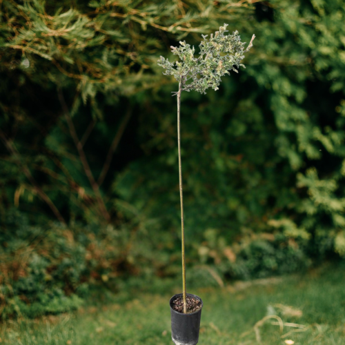 Kopia – Szablon marki bez nazwy.png