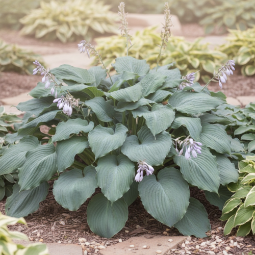 funkia-hosta-diamond-lake-zielonapara-sadzonka-duza-zdrowa-duze-niebieskie-liscie