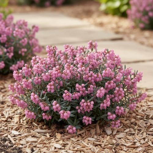 modrzewnica-pospolita-andromeda-polifolia-blue-ice-zielonapara-sadzonka-duza-zdrowa-niebieskozielone-liscie-rozowe-kwiaty