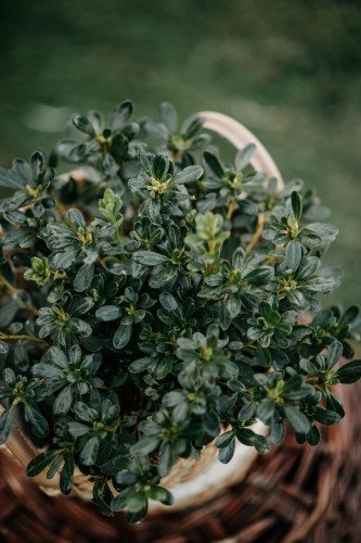 azalia-japonska-kirstin-rhododendron-japonicum-rozowe-kwiaty-niska-zageszczona-sadzonka-sadzonki-zielona-para-zielonapara