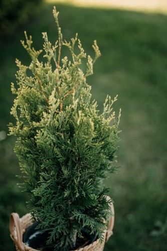 tuja-zachodnia-smaragd-gold-thuja-occidentalis-zlotawy-stozkowy-pokroj-zimozielona-odmiana-sadzonka-sadzonki-zielona-para-zielonapara