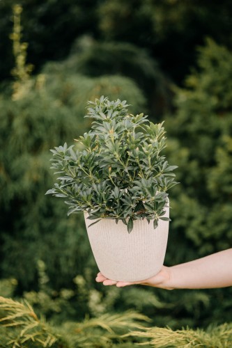 pieris-japonski-pieris-japonica-bonfire-zielonapara-sadzonka-duza-zdrowa-czerwone-przyrosty-biale-kwiaty