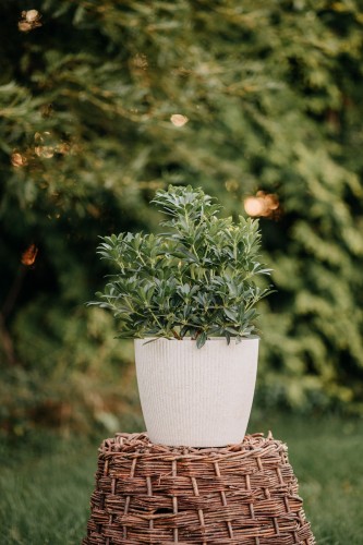 pieris-japonski-pieris-japonica-bonfire-zielonapara-sadzonka-duza-zdrowa-czerwone-przyrosty-biale-kwiaty