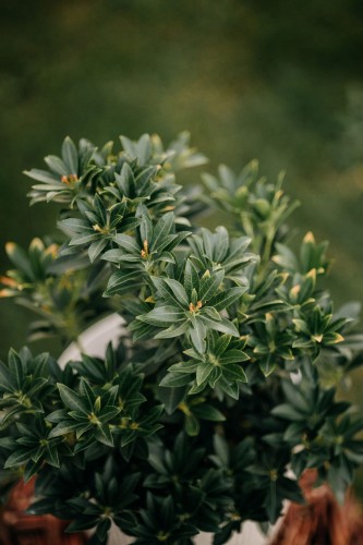 pieris-japonski-pieris-japonica-bonfire-zielonapara-sadzonka-duza-zdrowa-czerwone-przyrosty-biale-kwiaty