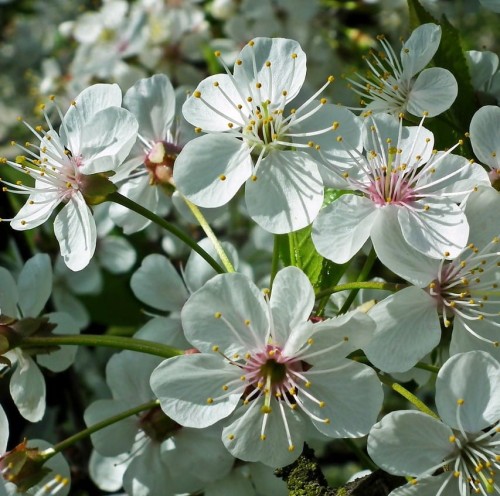 wisnia-panda-prunus-cerasus-czerwona-slodkokwasna-plenna-odmiana-sadzonka-sadzonki-zielona-para-zielonapara