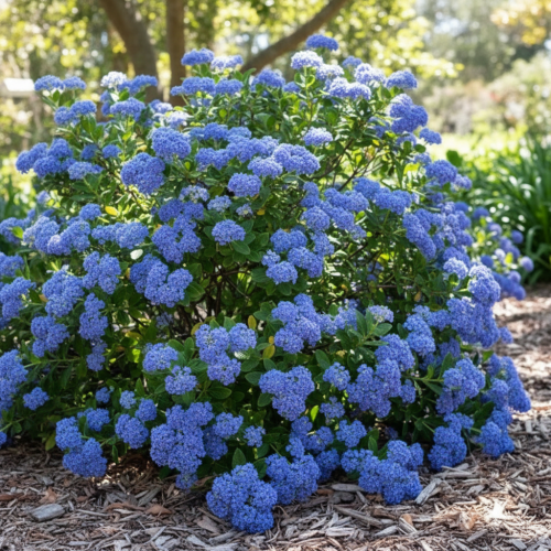 prusznik-blady-burkwoodii-Ceanothus-burkwoodii-sadzonka-zielona-para