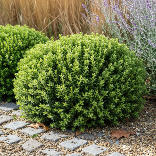 hebe-shrubby-veronica-veronica-hebe-wieczniezielony-krzew-kwiaty-sadzonka-sadzonki-zielona-para-zielonapara