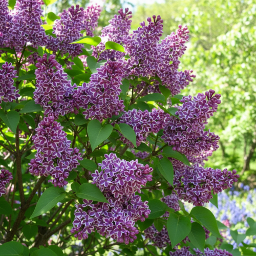 lilak-pospolity-syringa-vulgaris-sensation-zielonapara-sadzonka-duza-zdrowa-dwubarwne-kwiaty