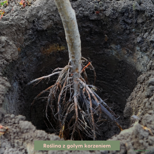 brzoskwinia-prunus-persica-saturn-ufo-kopana-z-gruntu-zielonapara-sadzonka-duza-zdrowa-plaskie-owoce