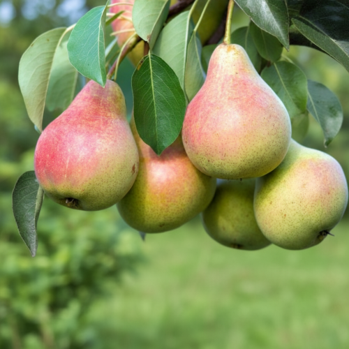 grusza-lukasowka-pyrus-communis-duze-soczyste-slodkie-owoce-jesienna-odmiana-sadzonka-sadzonki-zielona-para-zielonapara