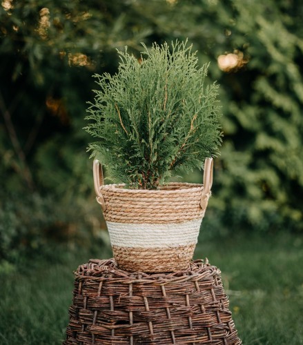 tuja-zachodnia-hoseri-thuja-occidentalis-karla-kulista-gesta-zimozielona-sadzonka-sadzonki-zielona-para-zielonapara