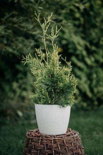 tuja-zachodnia-yellow-ribbon-thuja-occidentalis-zdrowa-sadzonka-zielona-para.jpg