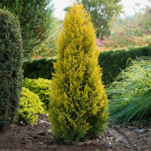 tuja-zachodnia-yellow-ribbon-thuja-occidentalis-zdrowa-sadzonka-zielona-para.jpg