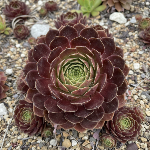 rojnik-sempervivum-tiefgang-zielonapara-sadzonka-duza-zdrowa-czerwone-rozety