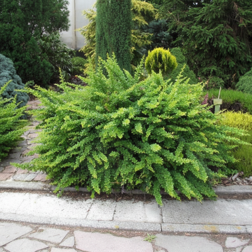 berberys-Thunberga-zielony-płożący-Berberis-thunbergii-zielony-płożący-zielonapara-zielona-para-sadzonka-0536.jpg