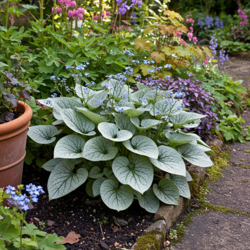 brunnera-wielkolistna-Brunnera-macrophylla-zielonapara-zielona-para-sadzonka-0473.jpg