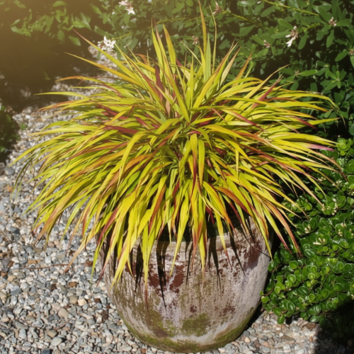 hakonechloa-smukla-mulled-wine-hakonechloa-macra-czerwono-bordowe-liscie-trawa-ozdobna-sadzonka-sadzonki-zielona-para-zielonapara