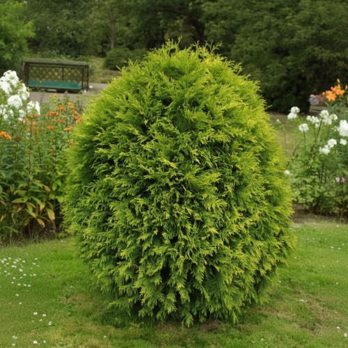 tuja-zywotnik-thuja-occidentalis-smaragd-zielonapara-sadzonka-duza-zdrowa-zielone-iglaki.jpg
