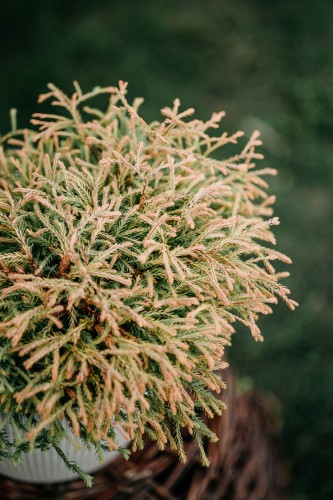 tuja-zachodnia-rheingold-thuja-occidentalis-zlotopomaranczowa-karla-kulistostożkowa-sadzonka-sadzonki-zielona-para-zielonapara