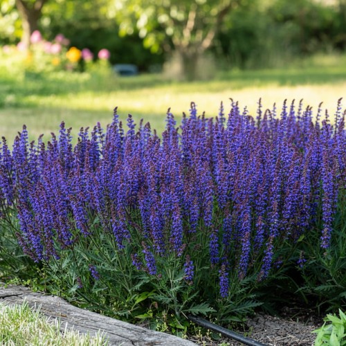 szalwia-omszona-salvia-nemorosa-carina-zielonapara-sadzonka-duza-zdrowa-rozowe-kwiaty.jpg
