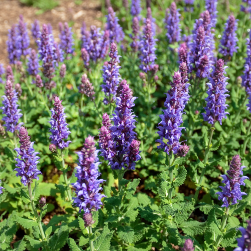 szalwia-omszona-salute-iceblue-salvia-nemorosa-jasnoniebieskie-kwiaty-kompaktowa-sadzonka-sadzonki-zielona-para-zielonapara