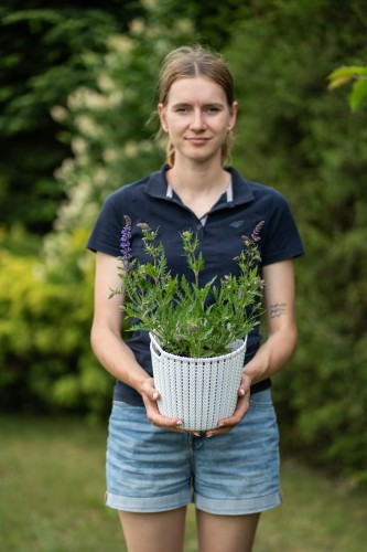szalwia-omszona-synchro-white-salvia-nemorosa-biale-kwiaty-kompaktowa-sadzonka-sadzonki-zielona-para-zielonapara