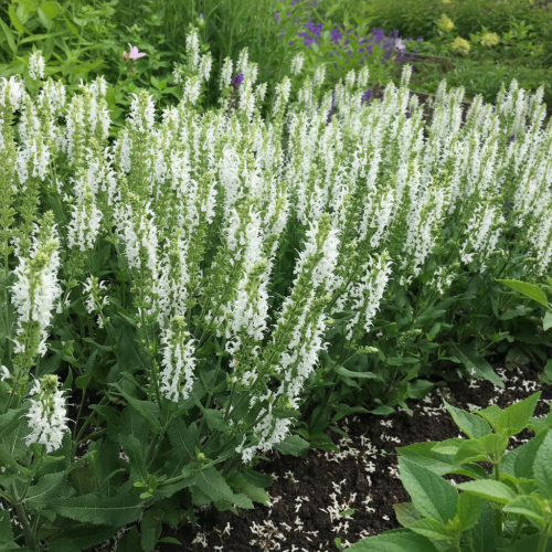 szalwia-omszona-synchro-white-salvia-nemorosa-biale-kwiaty-kompaktowa-sadzonka-sadzonki-zielona-para-zielonapara